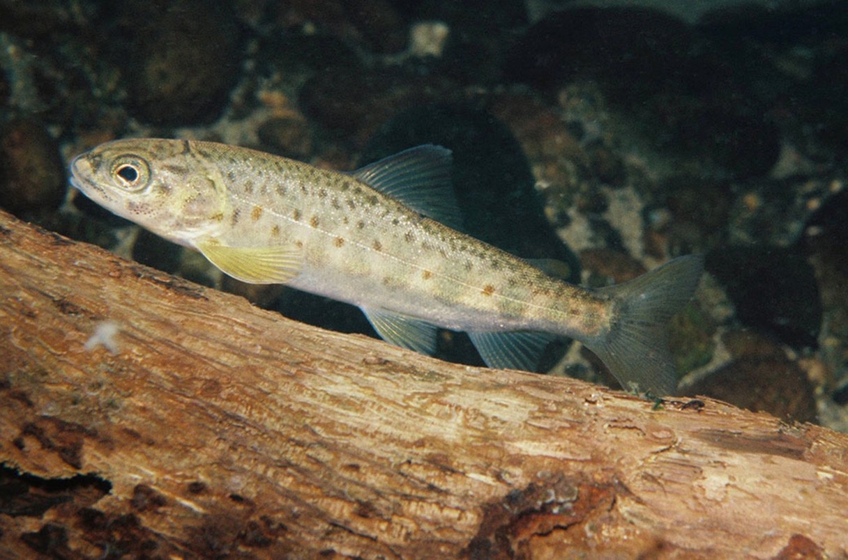 Salmões expostos à cocaína nadam até 90% mais que o normal